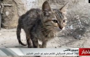 کشتار بی رحمانه فلسطینیان؛ نجات معجزه آسای یک گربه از حملات رژیم صهیونیستی 