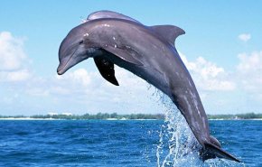  پرش یک دلفین به داخلِ قایق گردشگران در جزیرۀ هنگام+ویدیو