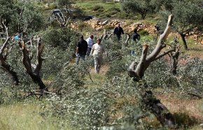 قوات الاحتلال تجرف 15 دونما وتقتلع 150 شجرة زيتون غرب بيت لحم