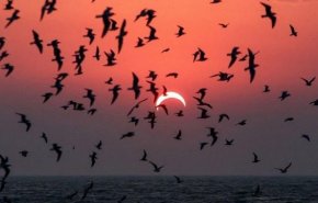 تأثير كسوف الشمس على الحيوانات.. ماذا يحدث للخفافيش والطيور؟