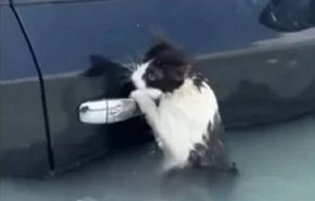 مشهد مؤثر/قطة تتشبث بباب سيارة خوفا من الغرق بسيول الامارات