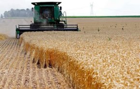 مسؤول: نتوقع بلوغ انتاج القمح لـ 15 مليون طن وتحقيق الاكتفاء الذاتي