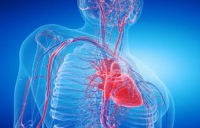 دراسة جديدة تكشف عن علاقة الجسيمات البلاستيكية بأمراض القلب