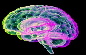 دراسة تبين تأثير الأمراض ونمط الحياة على شيخوخة الدماغ