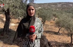 حكاية الزيتون المحاصر: فلسطينية تبكي أرضها خلف جدار الإحتلال!