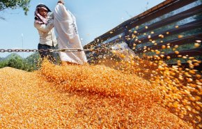 تنظیم بازار با صادرات ۳۰۰ هزار تن ذرت مازاد به عراق