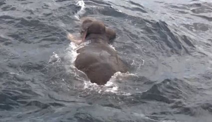 نجات فیل از دریا‎