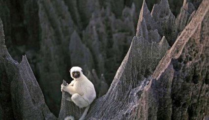 سفری هیجان‌انگیز به جنگل سنگی ماداگاسکار