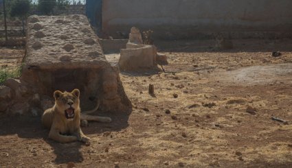 تصاویر؛ سرقت حیوانات سوریه و انتقال آنها به ترکیه!