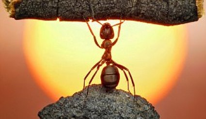 مورچه پُر زورتر از انسان است + تصاویر