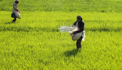 نشاء برنج در شهرستان کارون-تصاویر