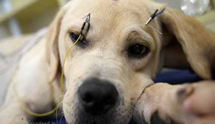  درمان حیوانات با طب سوزنی