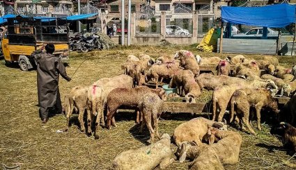 Muslims in Kashmir Preparing to Celebrate Eid Al-Adha
