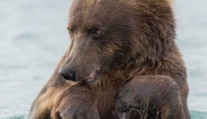 زندگی خرس‌های قهوه ای در کامچاتکا