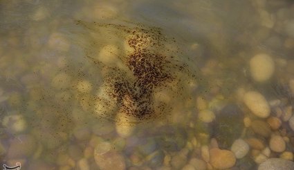 آلودگی نفتی در سواحل ماهشهر