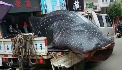 تصاوير؛ فروش کوسه نهنگ غول‌پیکر در بازار ماهی‌فروشان چین
