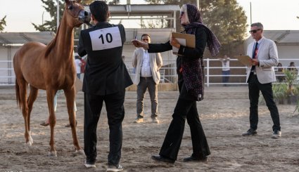 هشتمین جشنواره ملی زیبایی اسب اصیل عرب در استان البرز + تصاویر