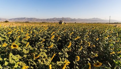 برداشت آفتابگردان از مزارع خراسان شمالی + تصاویر