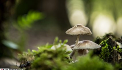 برداشت قارچ در جنگل‌های گیلان + تصاویر