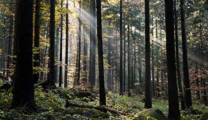 الغابة السوداء في المانيا متعة الطبيعة والهدوء‏