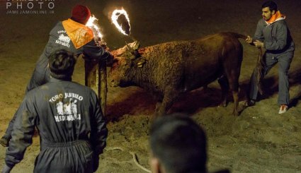 جشنواره آتش گاو در اسپانیا