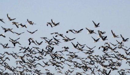 بالصور: الطيور المهاجرة، بحيرة کاني برازان في مهاباد شمالي غربي ايران