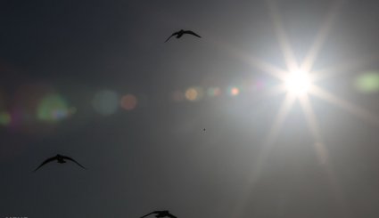 ورود نخستین گروه از پرندگان مهاجر به ساحل کارون در اهواز