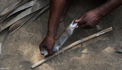 کشاورزان هندی موش می‌خورند!