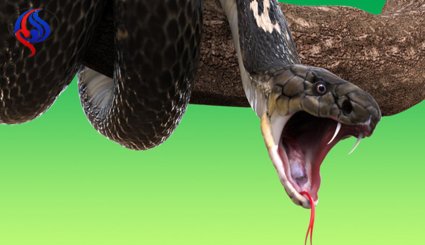 8 حقائق شيقة عن الثعابين.. منها أنها تجلب الحظ!