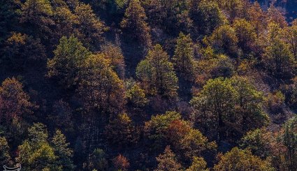 طبیعت پاییزی جنگلهای ارسباران- آذربایجان شرقی
