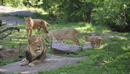 حديقة حيوان تارونجا في سيدني 