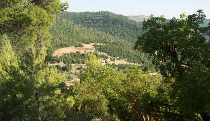 محمية غابات عجلون في الأردن 
