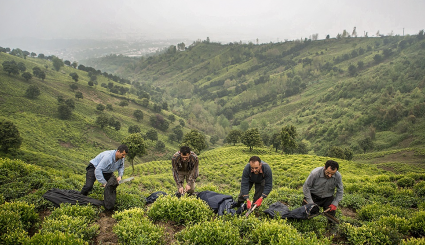 حصاد الشاي في محافظة جيلان 