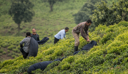حصاد الشاي في محافظة جيلان 