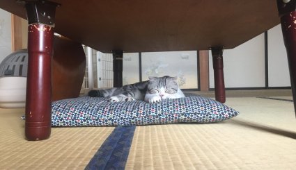 فندق ياباني يكسب أرباحا طائلة لخدمة تأجير القطط