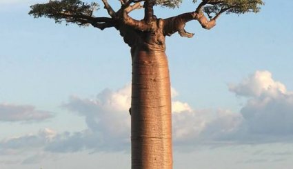 باوباب الشجرة الأكثر غرابة في العالم