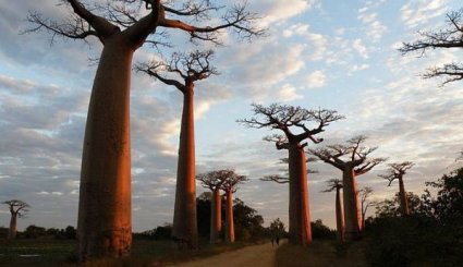 باوباب الشجرة الأكثر غرابة في العالم