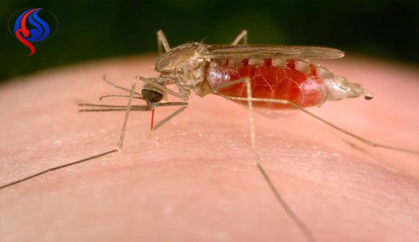 روشی موفقیت‌آمیز برای کشتن پشه مالاریا