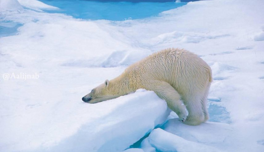 جریمه هنگفت به خاطر بیدار کردن خرس قطبی