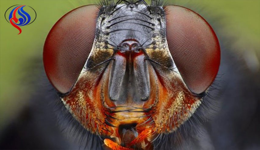 الهام‌گیری از چشم حشرات برای سلول‌های خورشیدی بادوام
