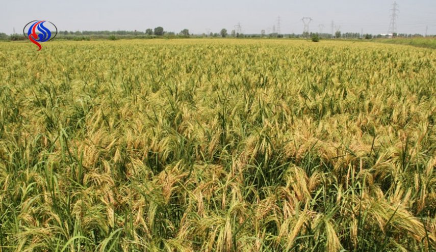 امکان افزایش تولید برنج به ۲ برابر فعلی در هر هکتار 