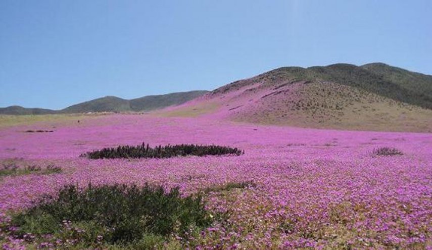 رحلة وسط الزهور في صحراء اتاكاما