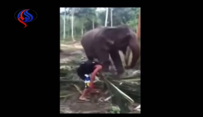 بالفيديو فيل ينتقم من رجل ضايقه اثناء تناوله الغذاء قناة العالم الاخبارية