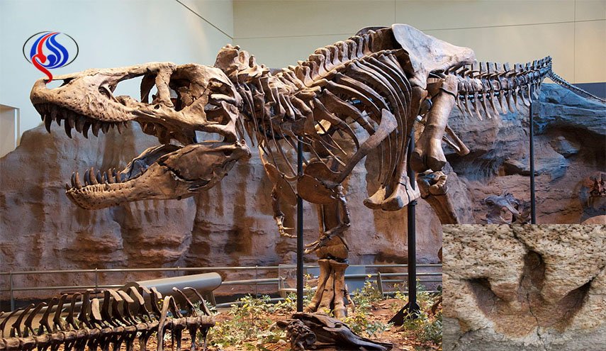 دراسة: ديناصورات ضخمة مفترسة عاشت في مرحلة مبكرة من تطورها
