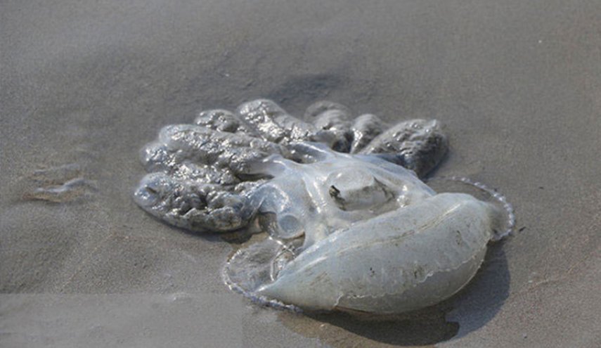 مرگ صدها عروس دریایی در ساحل بندرعباس