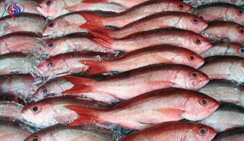 هل تعتقدون أن السمك الطازج أكثر فائدة من المجمد؟ 