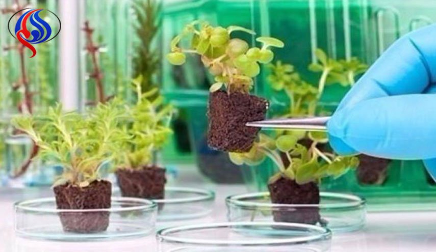 التوصل إلى تكنولوجيا تحول النباتات لأجهزة تجسس عالية الدقة 