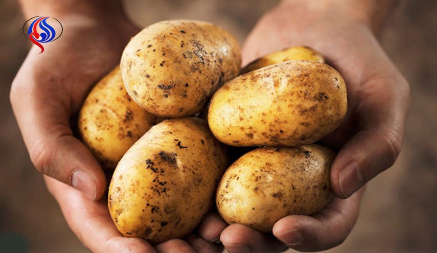 خبراء : البطاطا قادرة على منع الحروب الأهلية وبين الدول!!