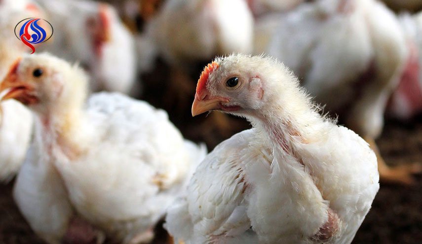 آنفلوآنزای مرغی در عربستان/ 60 هزار پرنده در ریاض معدوم شد