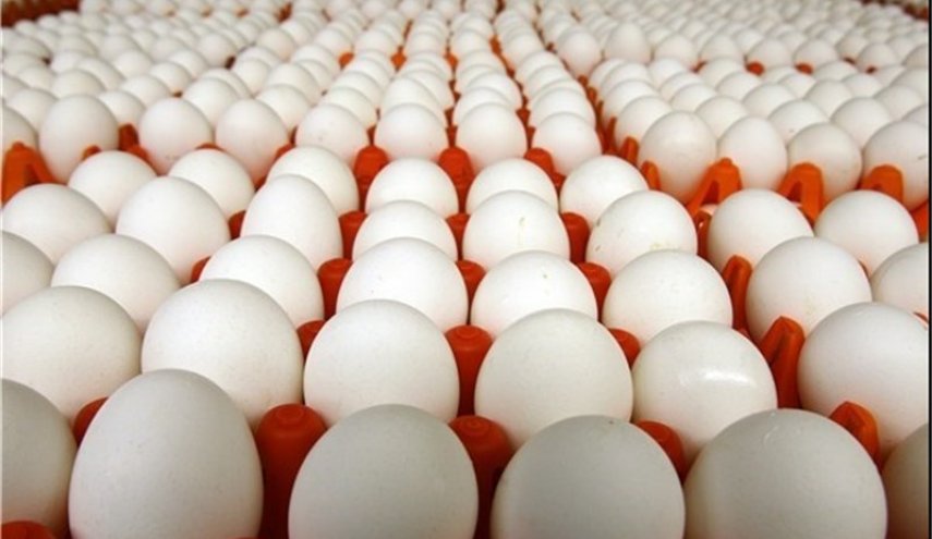 آغاز توزیع تخم‌مرغ وارداتی/ گران‌تر از شانه‌ای 12600 تومان نخرید!
